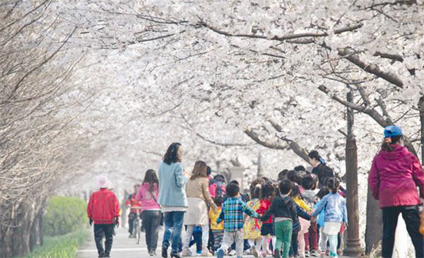 조천변에서 '벚꽃 그리고 만남을' 주제로 문화행사가 개최된다.