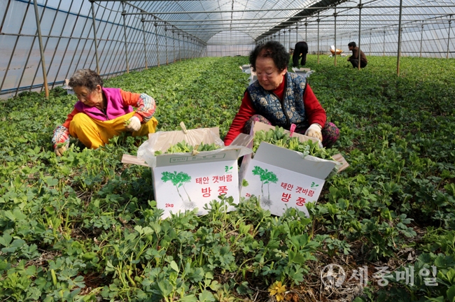 태안군 남면 몽산리의 재배농가에서 호흡기 질환에 효과적인 웰빙 작물 ‘방풍나물’이 한창 수확되고 있다.