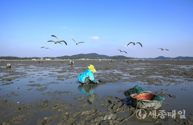 태안군 소원면 법산리 갯벌에서 어민들이 바지락을 채취하는 모습.