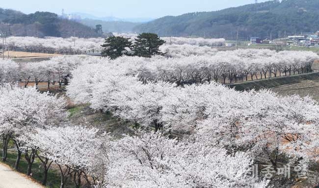 당진천을 따라 약 3㎞에 걸쳐 수백그루가 군락을 이루고 있는 벚꽃.