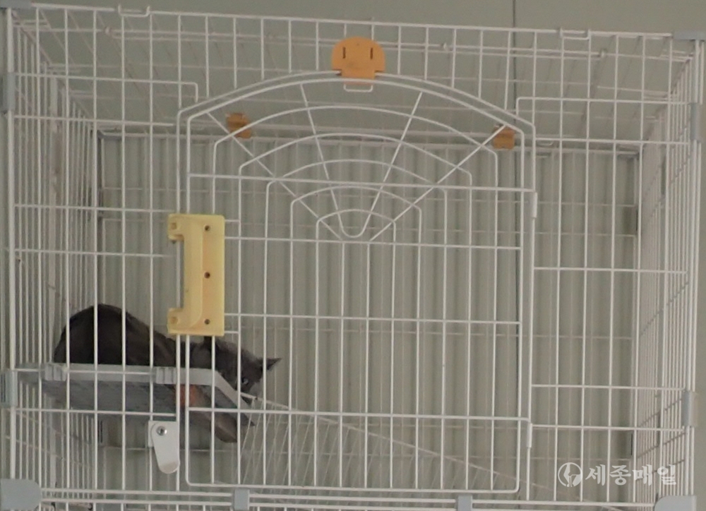 리얼펫동물병원 유기동물보호소에서 보호 중인 유기 고양이