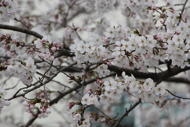 ▲지난해 봄꽃 축제기간 중 만발한 벚꽃.