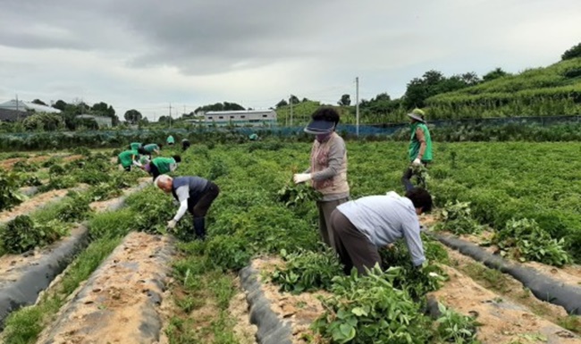▲금남면 새마을지도자·부녀협의회 회원들이 뜨거운 날씨에도 불구하고 감자수확을 위해 열심히 참여하고 있다.