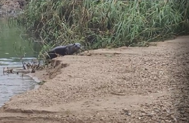 ▲L씨가 지난 12일 오전 충북 오송읍 미호천에서 발견한 수달 동영상 캡처 화면.