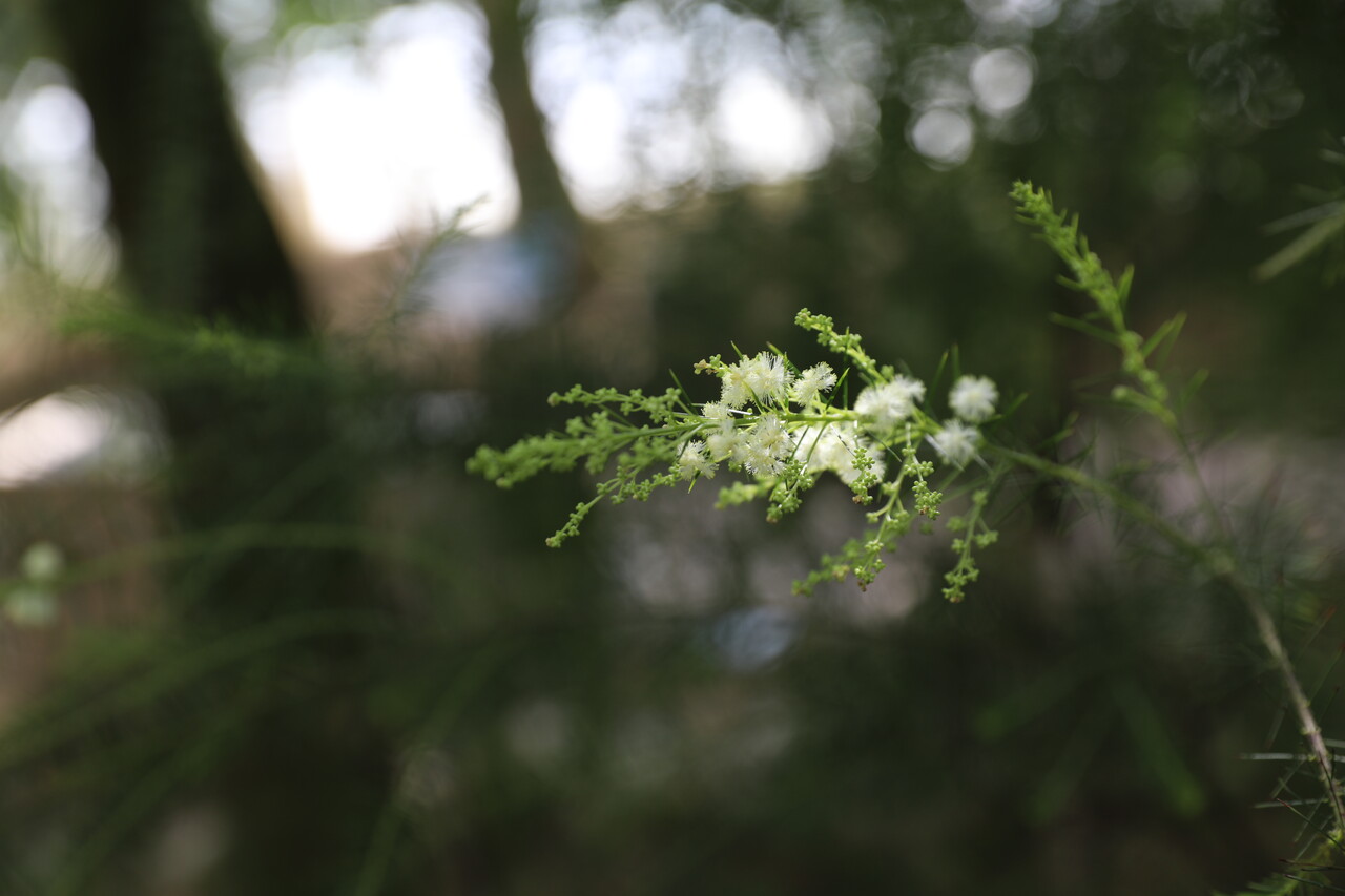 ▲리니폴리아 아카시아(Acacia linifolia (Vent.) Willd).