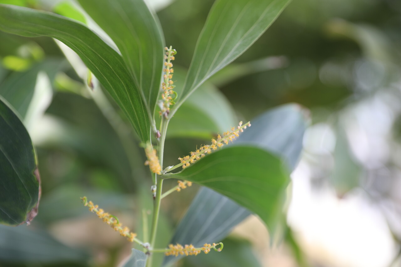 ▲푸비폴리아 아카시아(Acacia pubifolia Pedley).